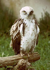 Agulucho. Las aves rapaces abundan en toda Francia. Se las encontrará junto a las carreteras o en los postes eléctricos. No se despiste.