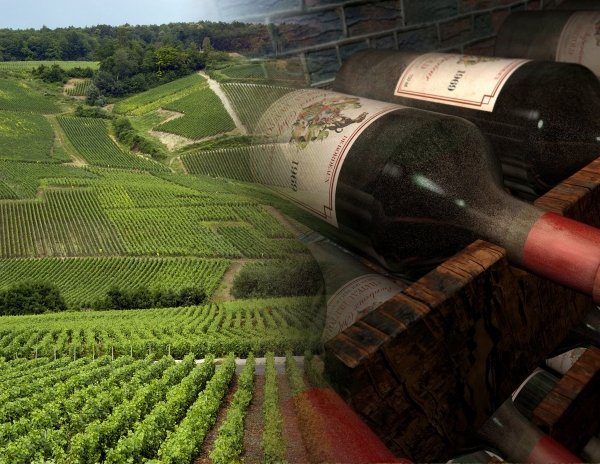 El viñedo bordelés es el más famoso del mundo. ENtorno a los ríos Dordoña y Garona se encuentran varias denominaciones de origen diferentes.