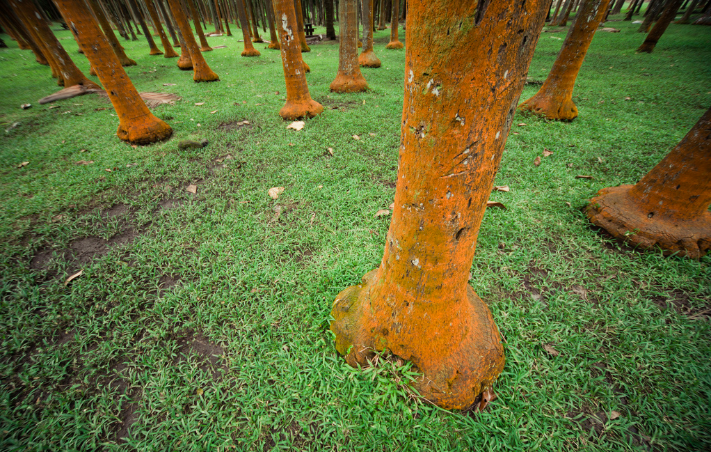 Bosque de palmeras en la isla de la Reunión.